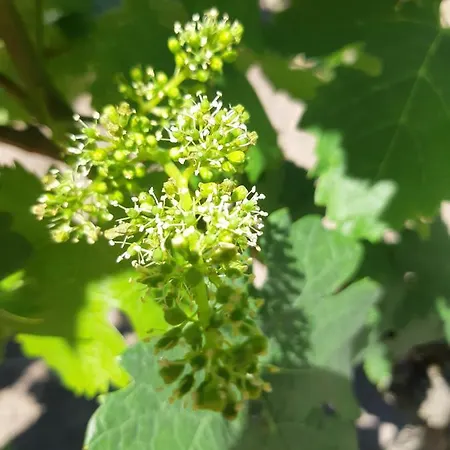 게스트하우스 299 Bigaroux 생테밀리옹